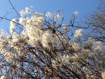 Bosrank - Clematis vitalba, winter 2015-2016