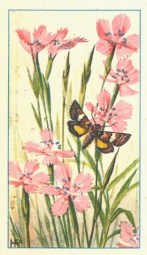 rampa001_31-8-2018_14-09-08.1 (3)