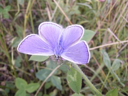 Polyommatus_icarus_01-08-2005_12.47.30