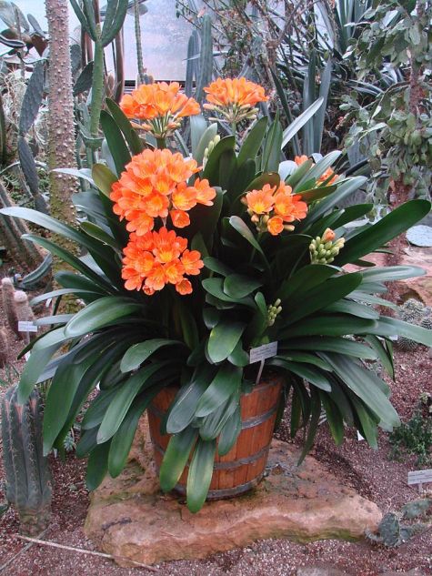 Clivia_miniata_(BG_Zurich)-06