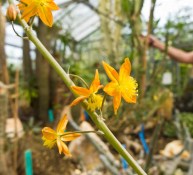 Bulbine alooides 2011-0822_001 (2)